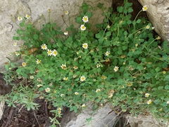 Felicia cymbalariae
