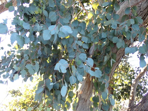 Redbox (Eucalyptus polyanthemos)