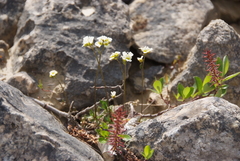 Draba lactea