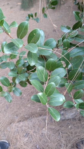 Scolopia chinensis observed 2026-01-23