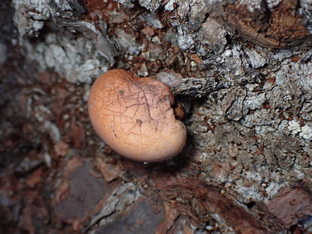 Cryptoporus volvatus · January 2026 · photo: © sus_scrofa (iNaturalist, cc-by)