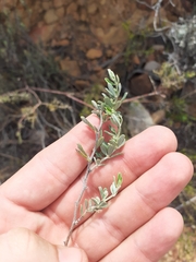 Indigofera "sclerophylla"