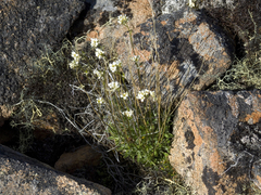 Draba sambukii