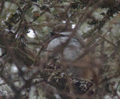 Boreal Chickadee (Poecile hudsonicus)