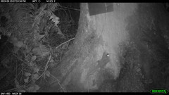 Glaucomys oregonensis