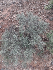 Indigofera obcordata