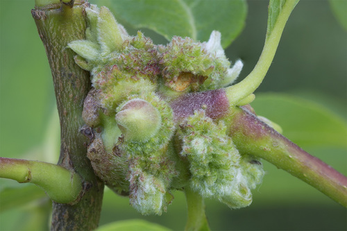 Stenacis triradiata nuotrauka