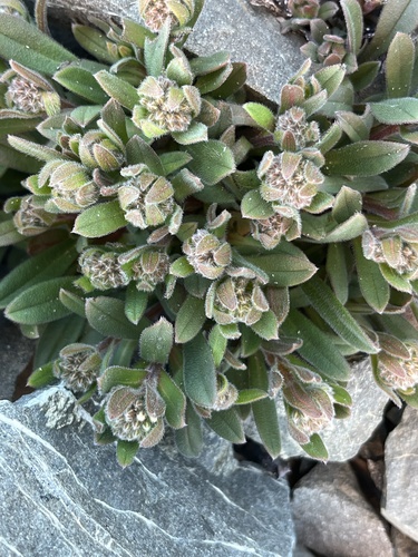 Myosotis traversii observed 2026-01-12