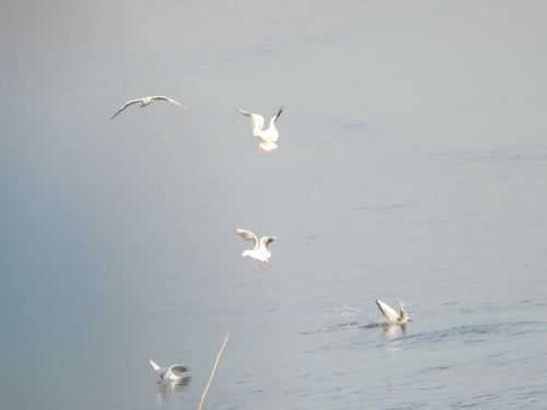 Black-headed Gull