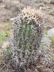 Euphorbia stellispina