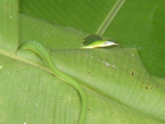 Ahaetulla mycterizans