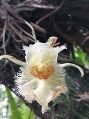 Chondroscaphe embreei