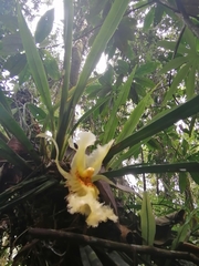 Chondroscaphe embreei