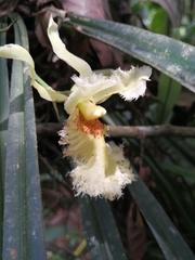 Chondroscaphe embreei