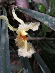 Chondroscaphe embreei