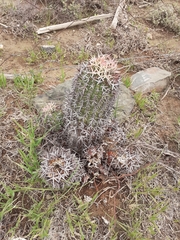 Euphorbia stellispina
