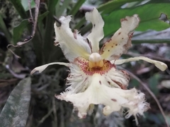 Chondroscaphe embreei