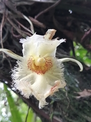 Chondroscaphe embreei