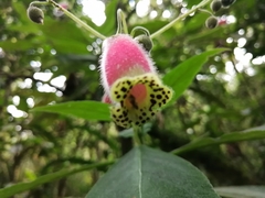 Kohleria affinis