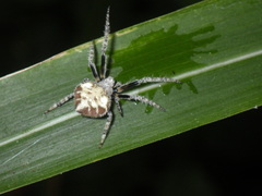 Eriovixia laglaizei