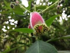 Kohleria affinis