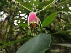 Kohleria affinis