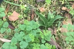 Anacamptis pyramidalis