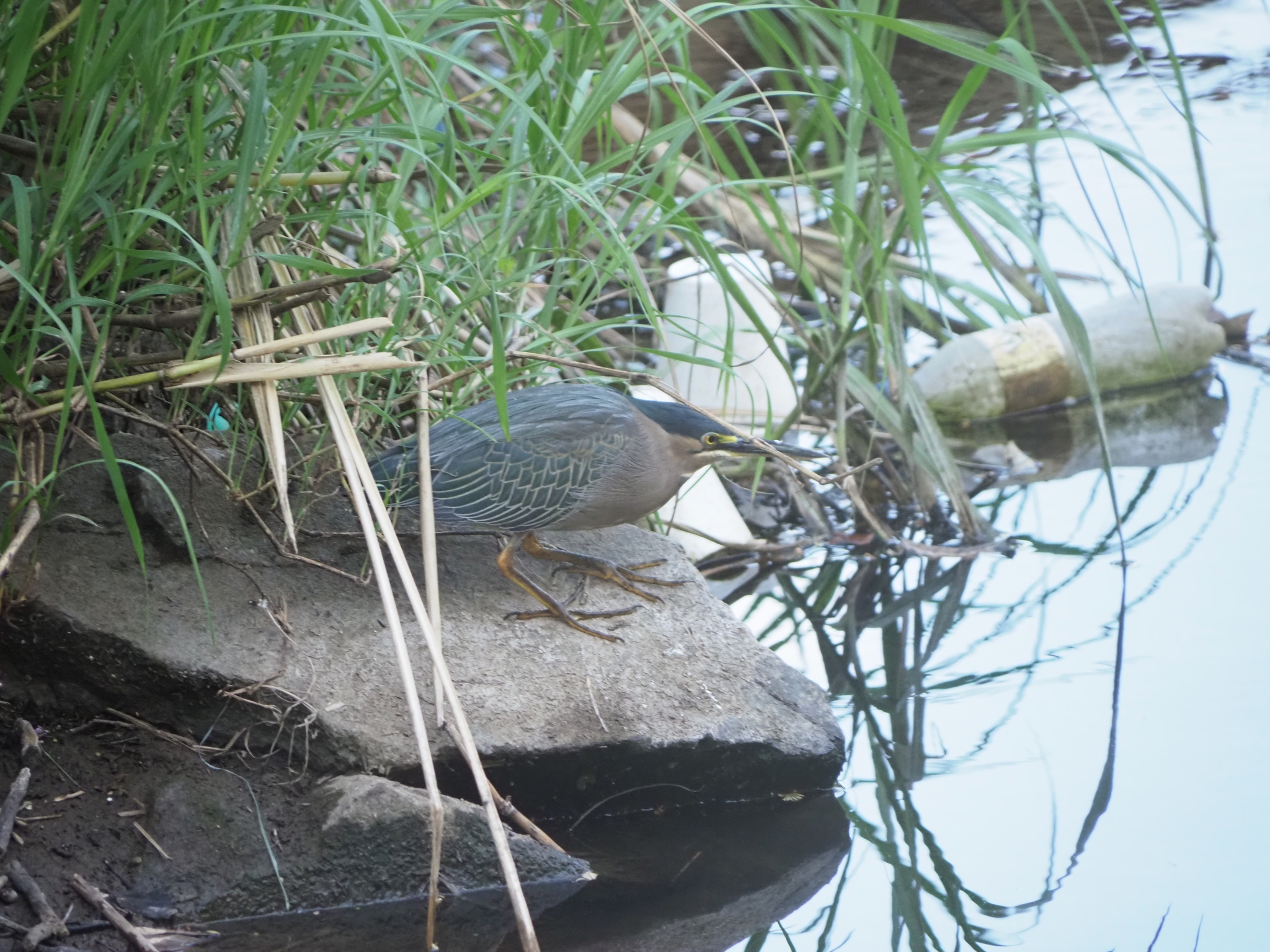 Striated Heron (Butorides striata), photo 2