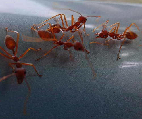 Oecophylla smaragdina