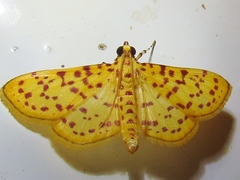 Polygrammodes eleuata