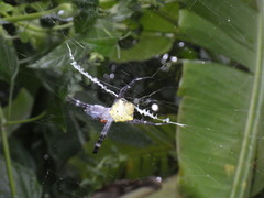 Argiope appensa
