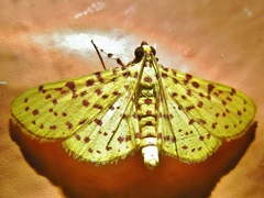 Polygrammodes eleuata