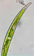 Closterium dianae