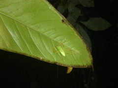 Panacanthus cuspidatus