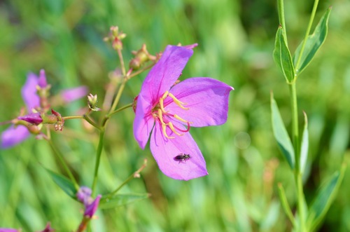 Savannah meadowbeauty (Rhexia alifanus)