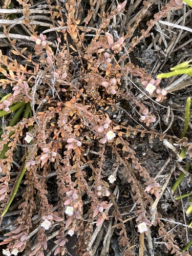 Epilobium rostratum observed 2026-01-13