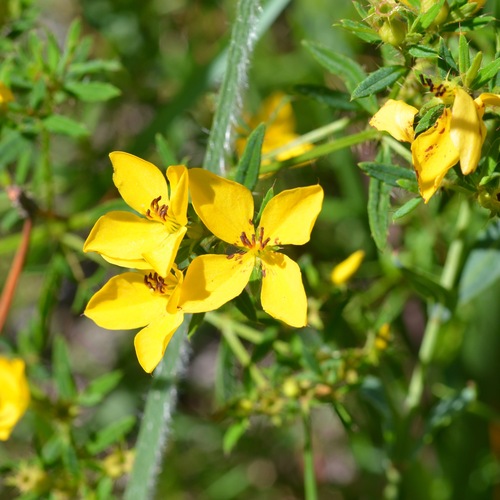 yellow meadowbeauty (Rhexia lutea)