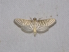 Spilomela pantheralis