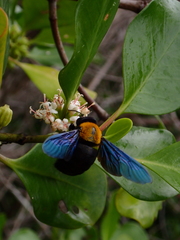 Xylocopa flavonigrescens
