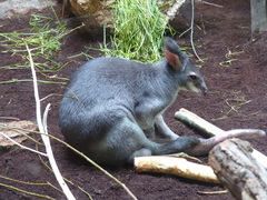 Dusky Pademelon photo 5
