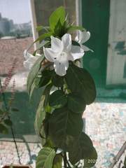 Barleria sepalosa