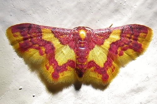 Tricentrogyna vinacea
