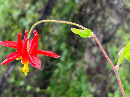 Aquilegia formosa
