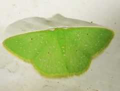Synchlora herbaria