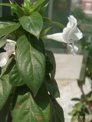 Barleria sepalosa