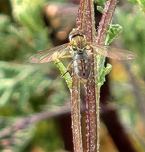 Unknown species found near Scottsdale, AZ 85256, USA