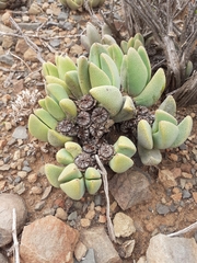 Pleiospilos compactus canus