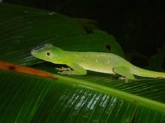 Anolis punctatus