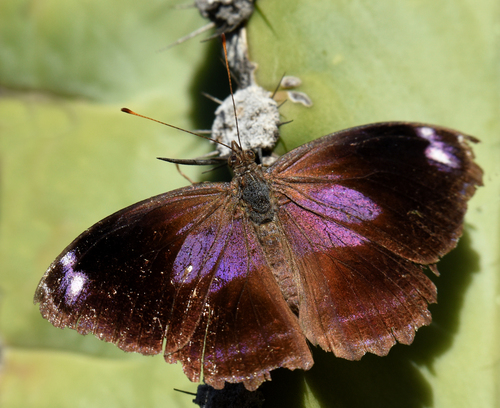 Blackened Bluewing