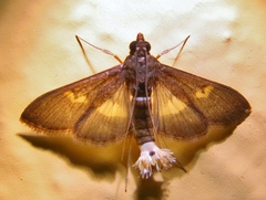 Diaphania lualis